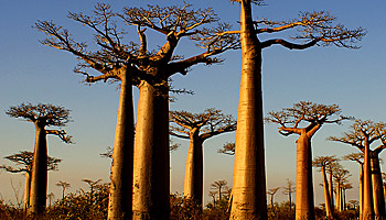 Schon gigantisch: Die Allee der Baobabs © O.N.T. de Madagascar