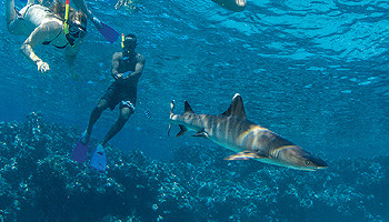 Snorkelling with sharks at Kuata Island  © South Sea Cruises