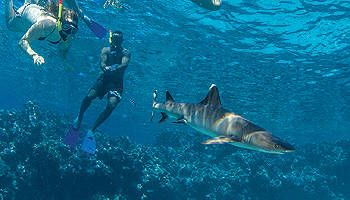 Snorkelling with sharks at Kuata Island © South Sea Cruises