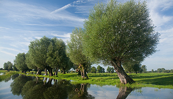 Wild und ursprünglich ist die Landschaft an der Unteren Havel. © NABU/K. Karkow