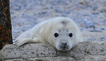 Kegelrobbenbaby auf Helgoland © Lilo Tadday / www.foto-helgoland.de