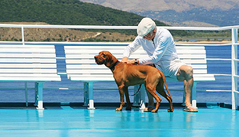 Tallink Silja-Tour mit Hund © Tallink Silja