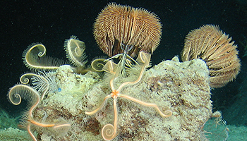 © MARUM – Zentrum für Marine Umweltwissenschaften