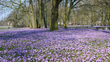 Der Husumer Schlosspark während der Krokusblüte © Tourismus und Stadtmarketing Husum GmbH