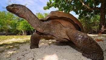 Aldabra Riesenschildkröte © Alex Schwannhaeuser
